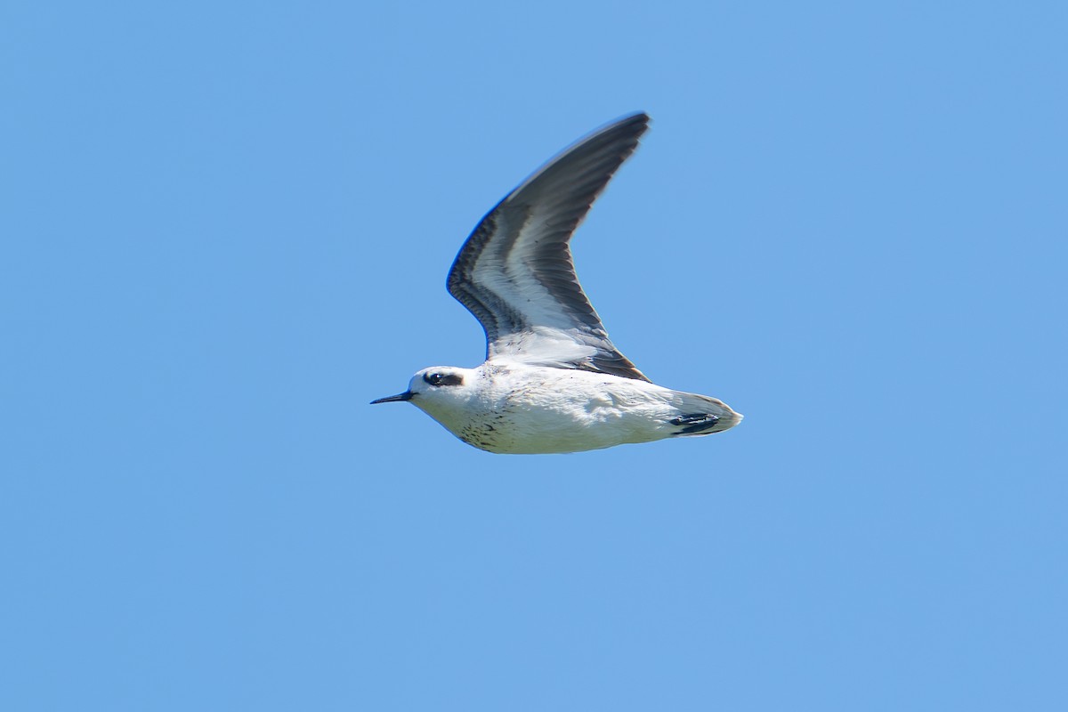 Red-necked Phalarope - ML642078172