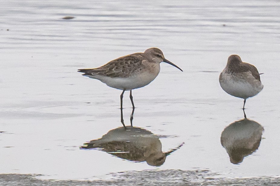 Curlew Sandpiper - ML642078173