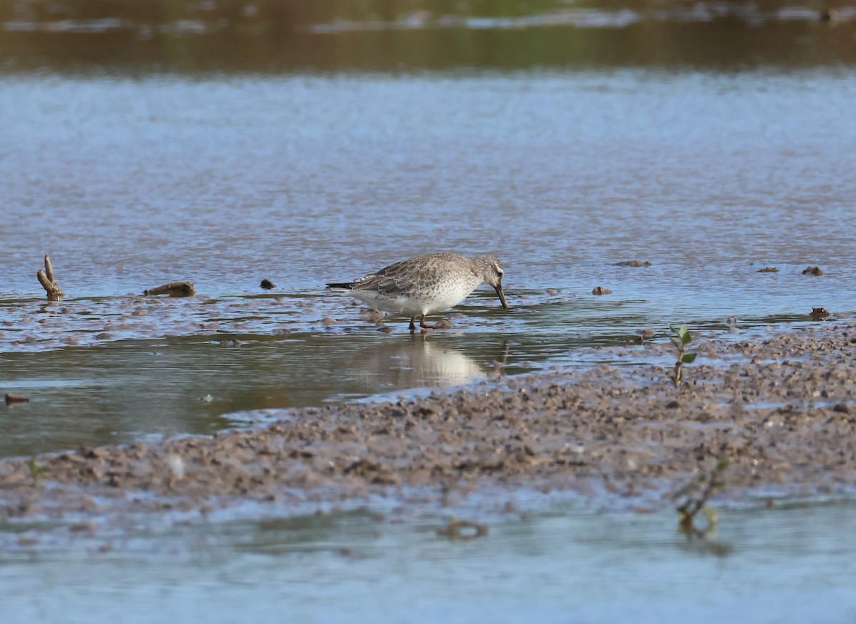 Red Knot - ML642078176