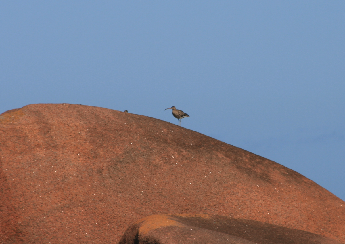 Whimbrel - ML642078193