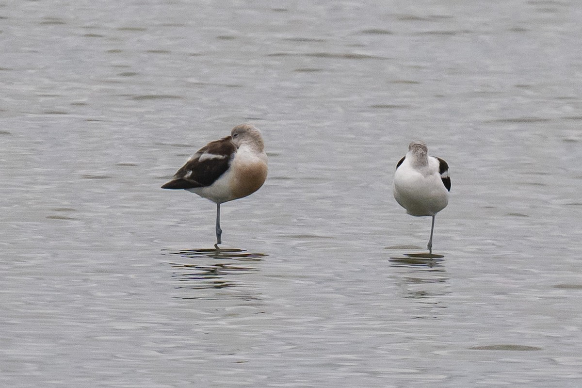 American Avocet - ML642078195