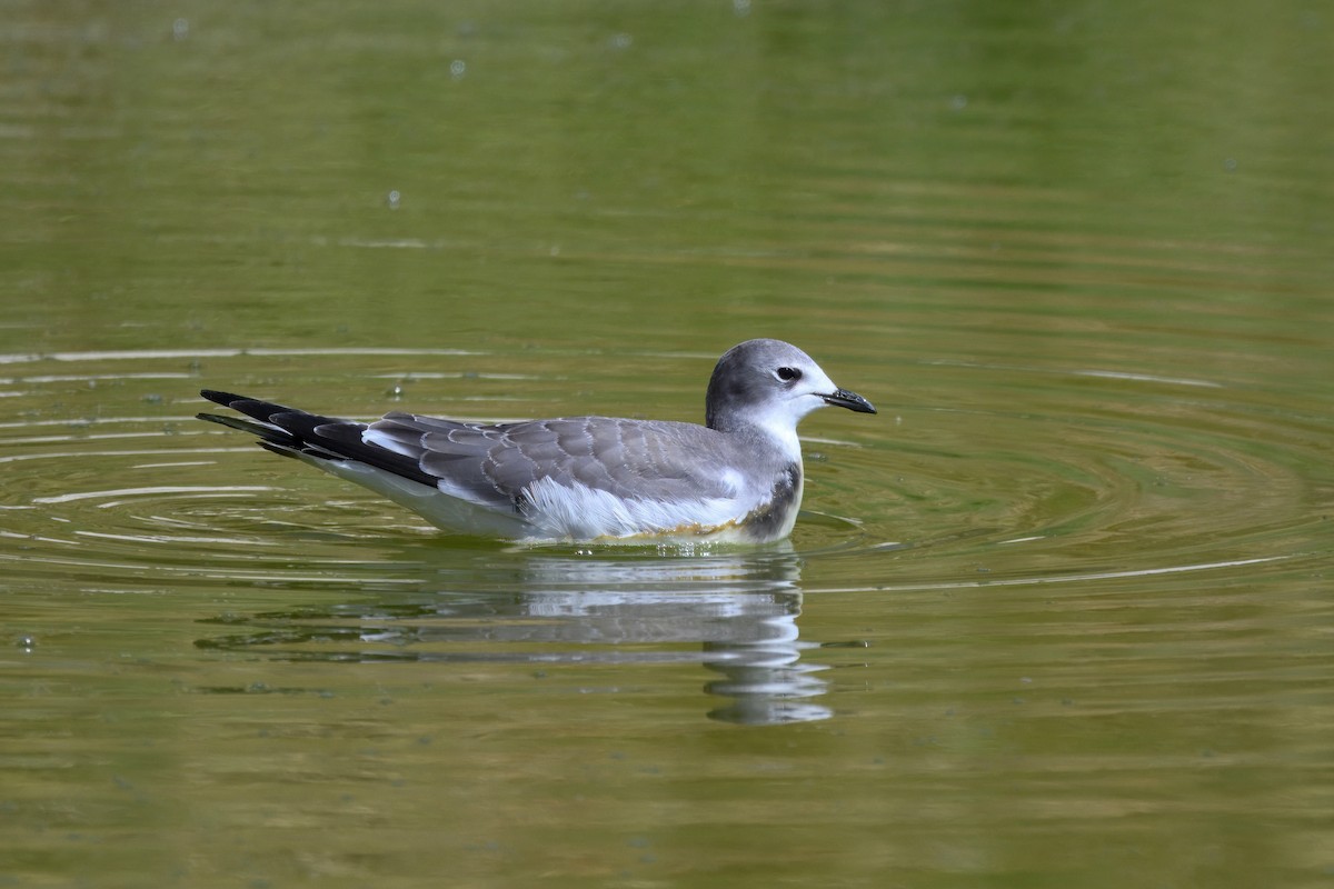 Sabine's Gull - ML642078196