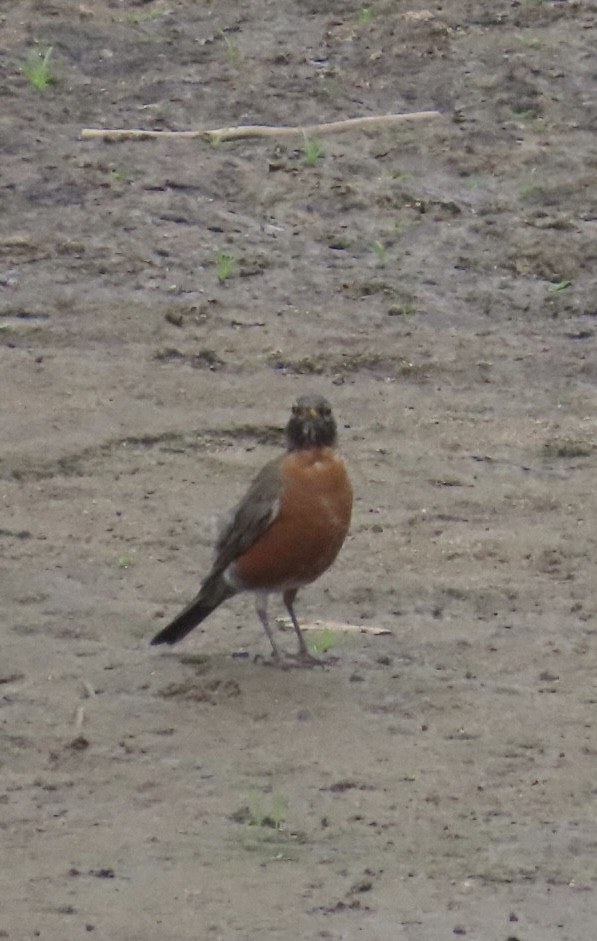 American Robin - ML642078197
