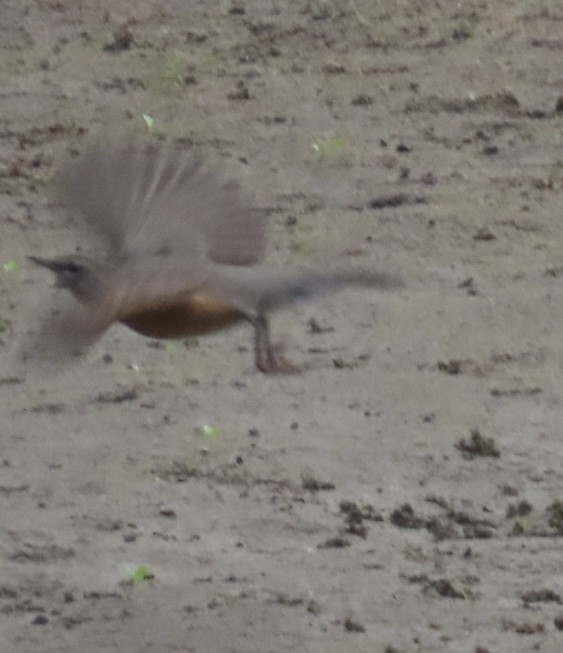 American Robin - ML642078198