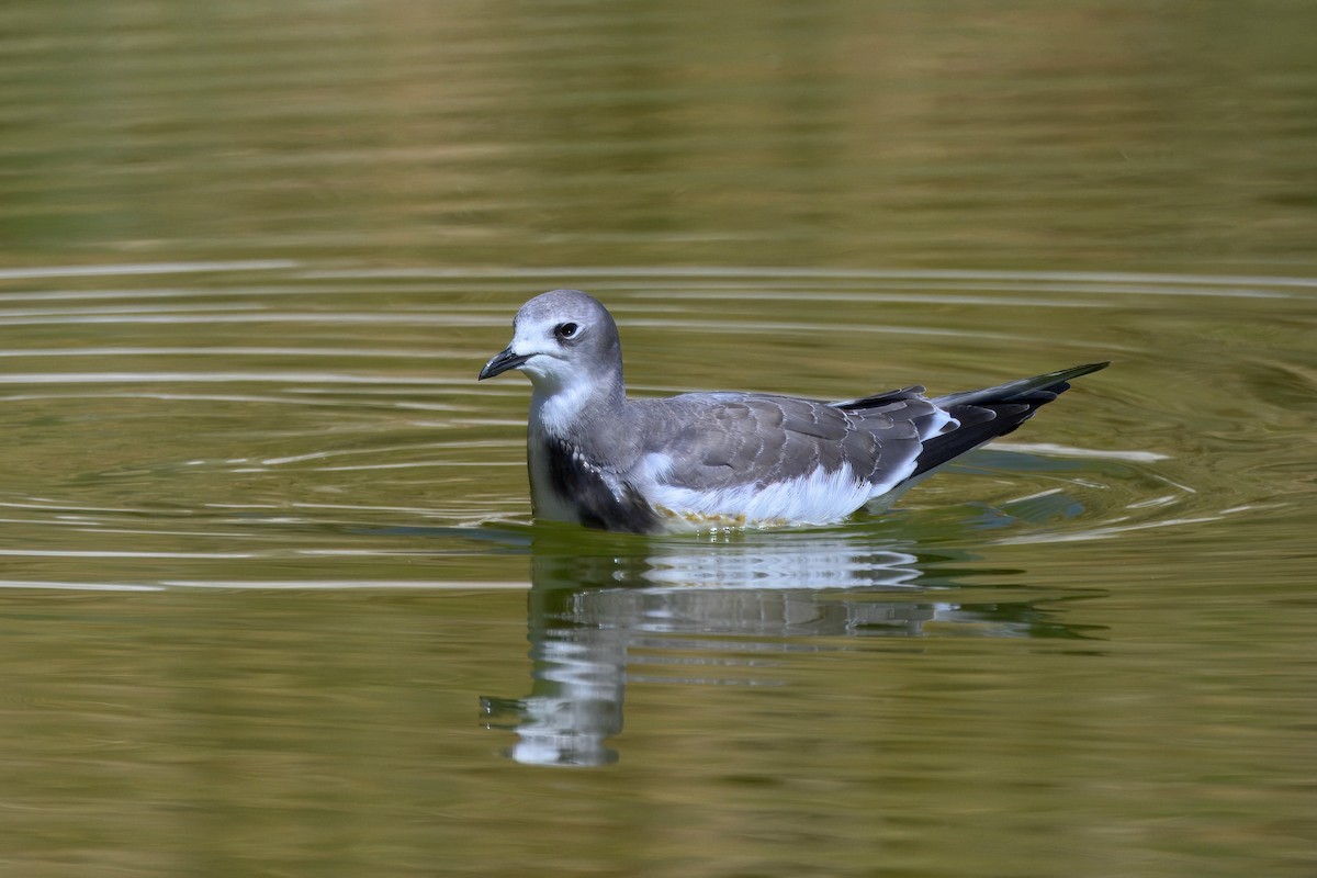 Sabine's Gull - ML642078199
