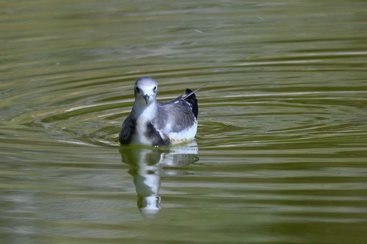 Sabine's Gull - ML642078203