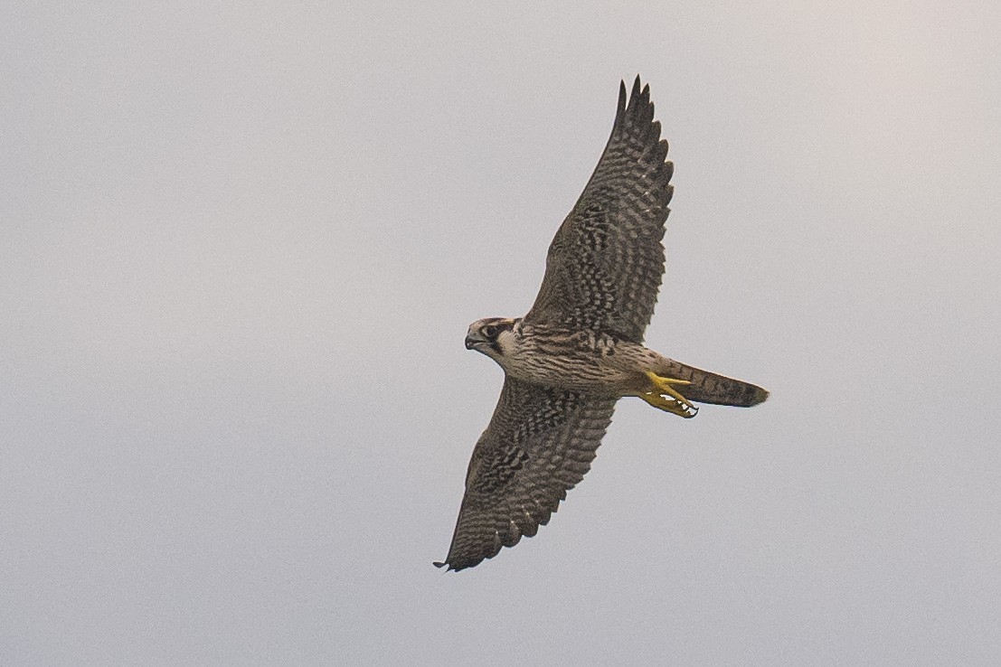 Peregrine Falcon - ML642078205