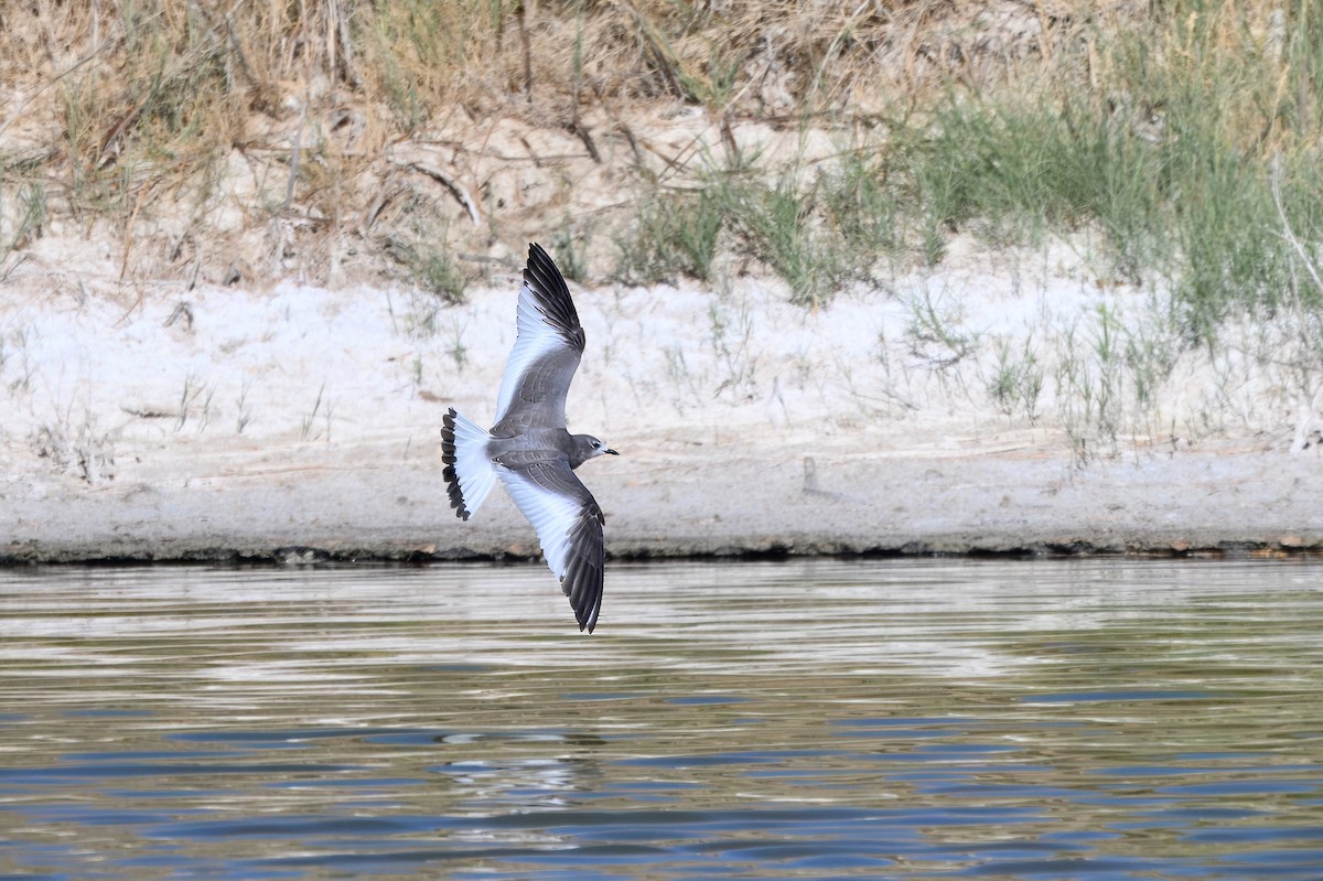 Sabine's Gull - ML642078206
