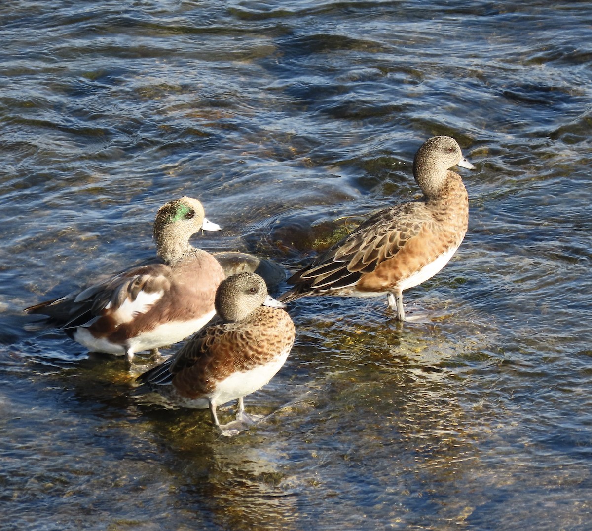 American Wigeon - ML642078209