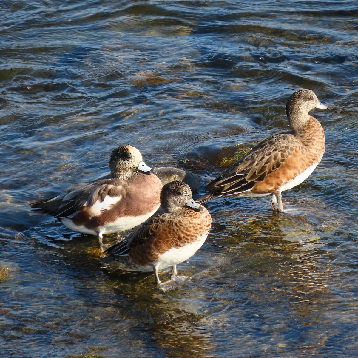 American Wigeon - ML642078211
