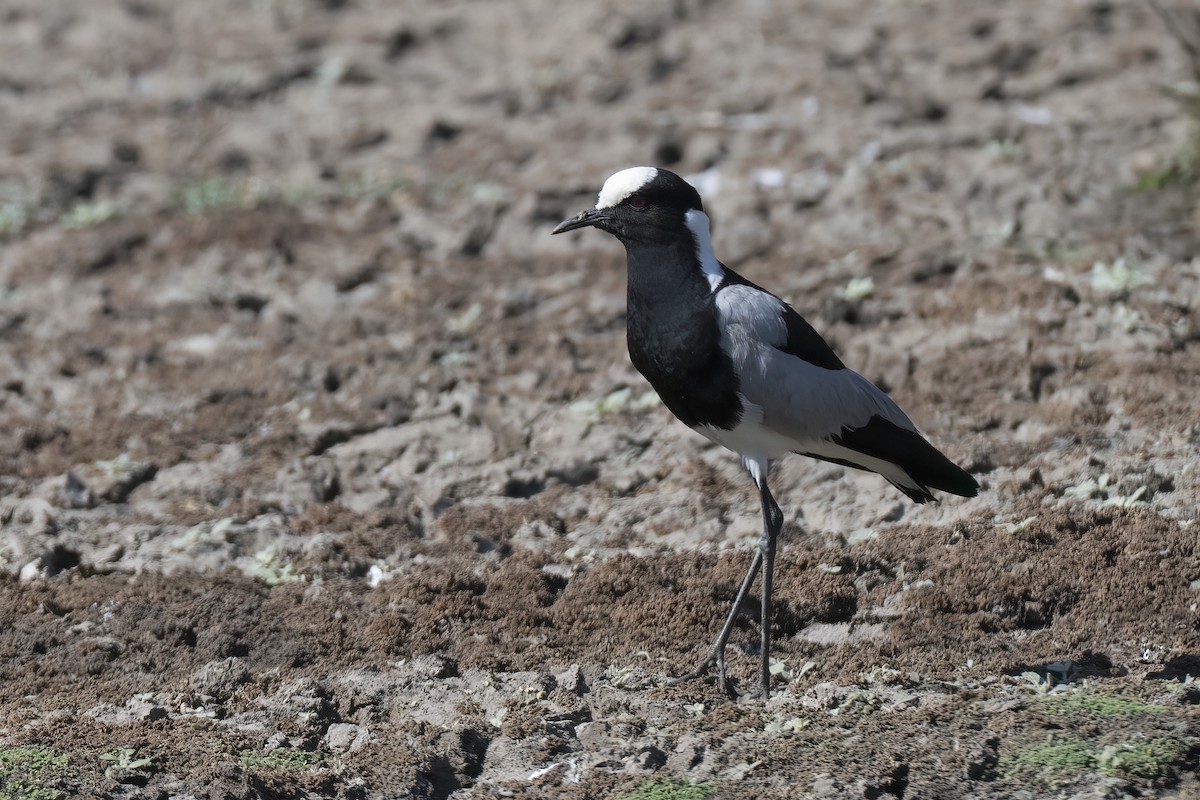 Blacksmith Lapwing - ML642078221