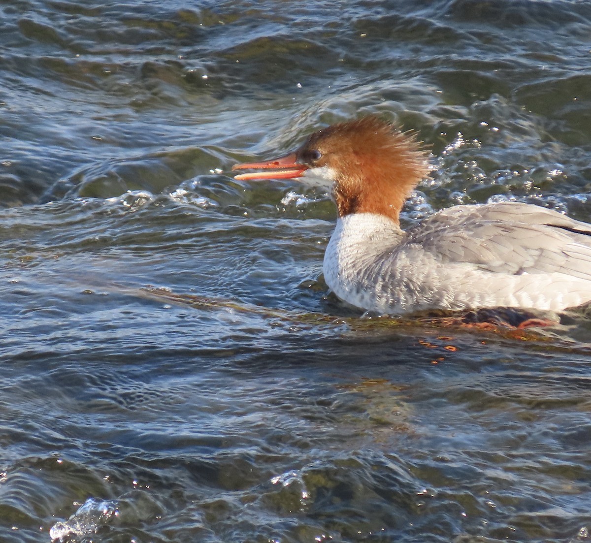 Common Merganser - ML642078224