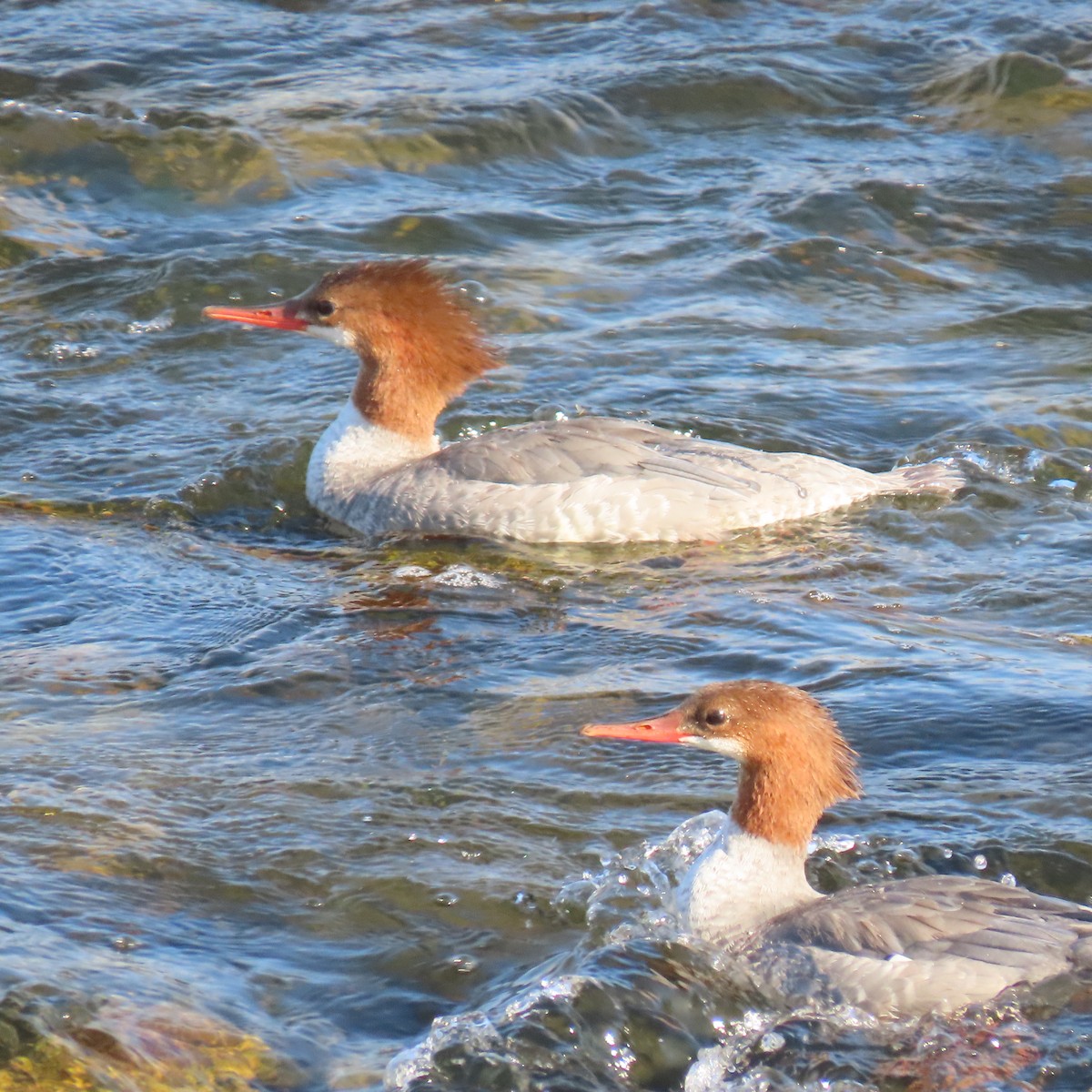 Common Merganser - ML642078225