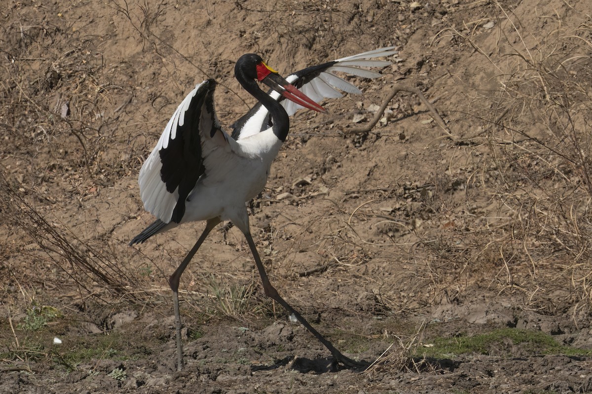 Saddle-billed Stork - ML642078231