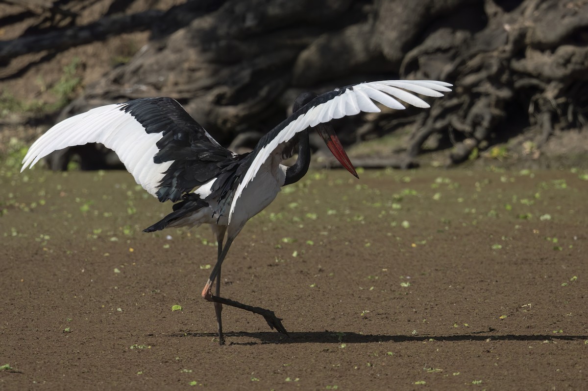Saddle-billed Stork - ML642078243