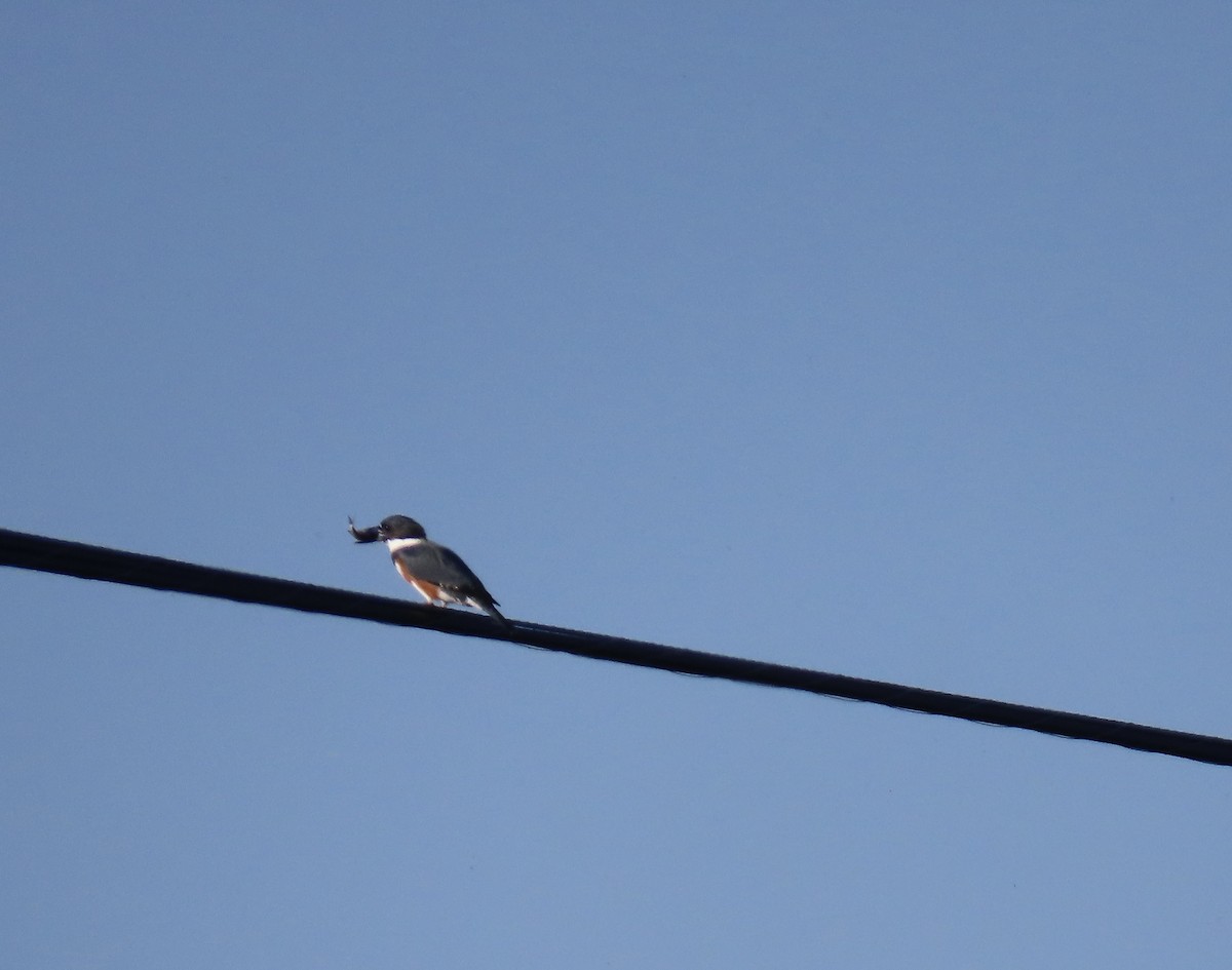 Belted Kingfisher - ML642078252