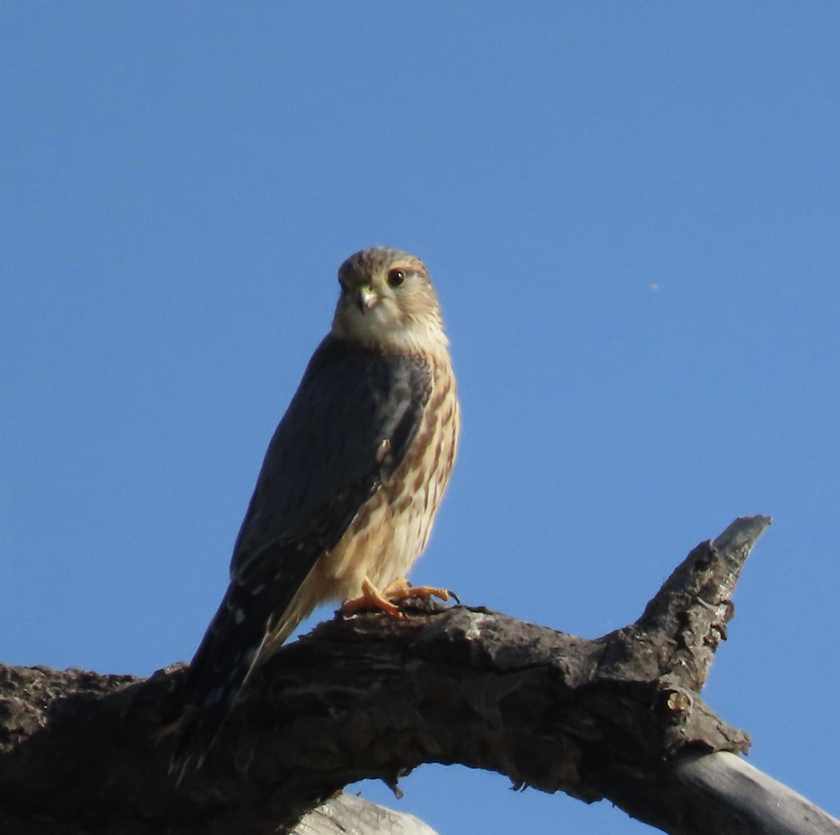 Merlin - ML642078265