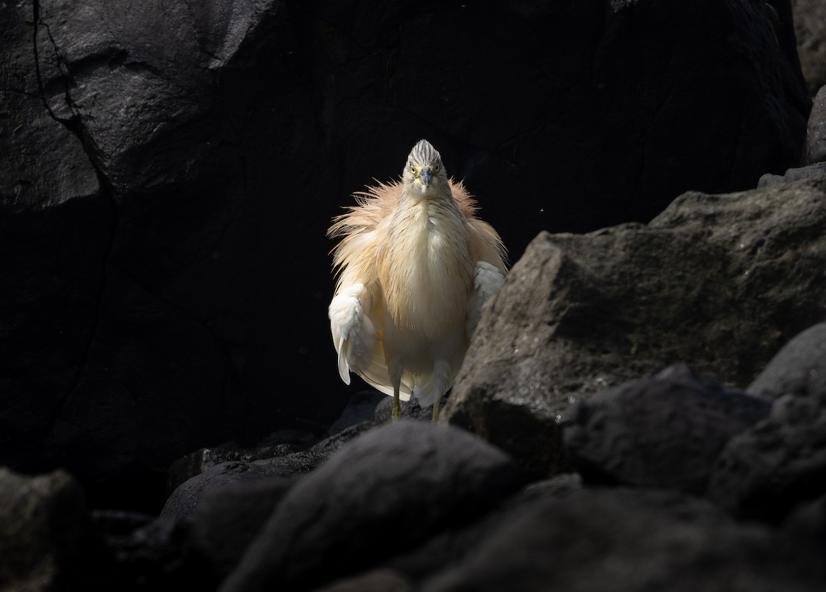 Squacco Heron - ML642078269