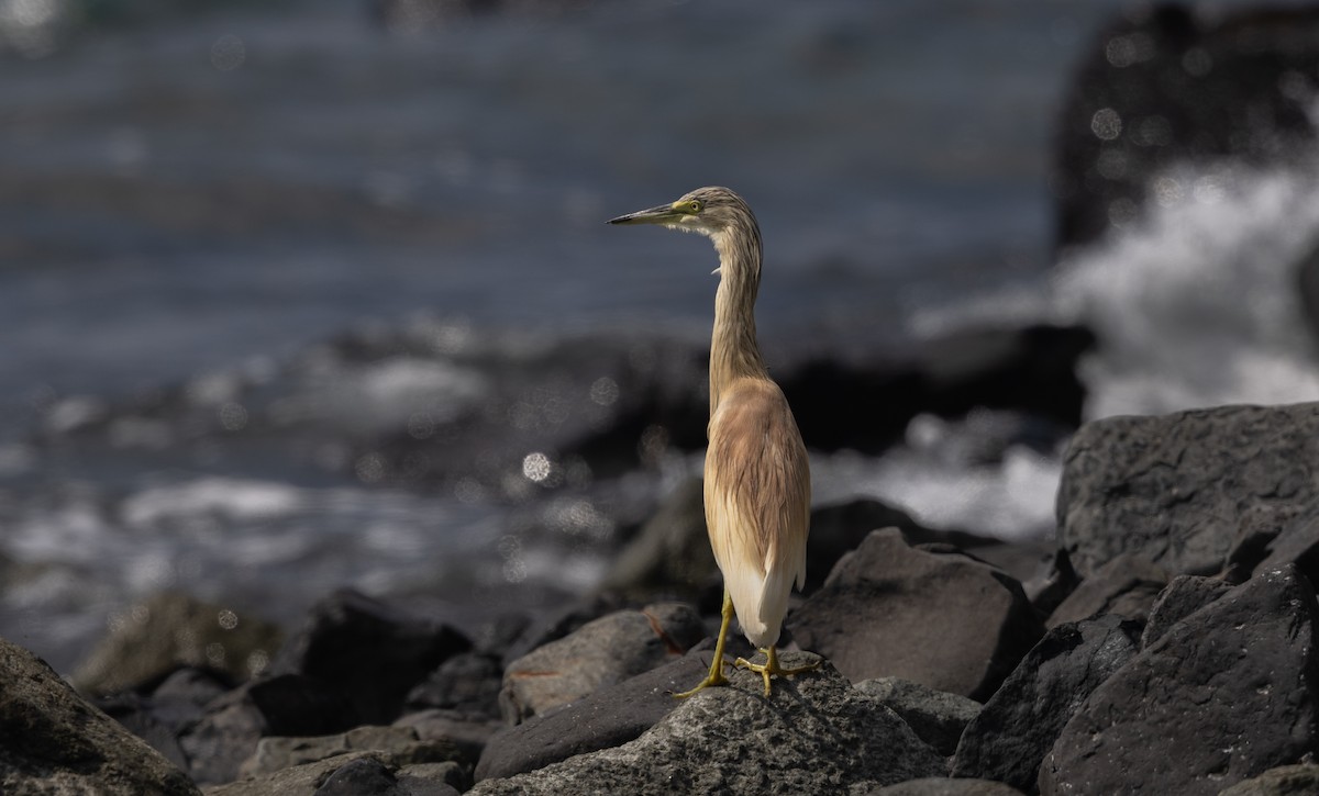 Squacco Heron - ML642078270