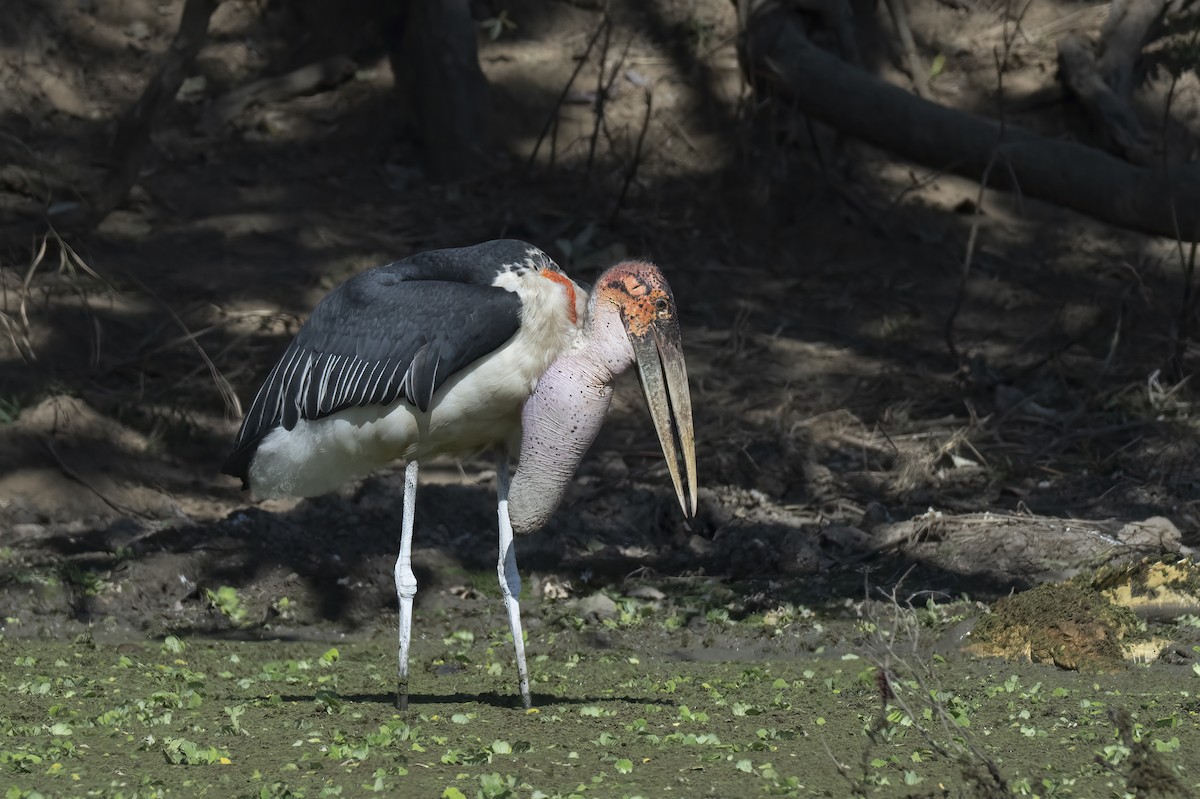 Marabou Stork - ML642078271