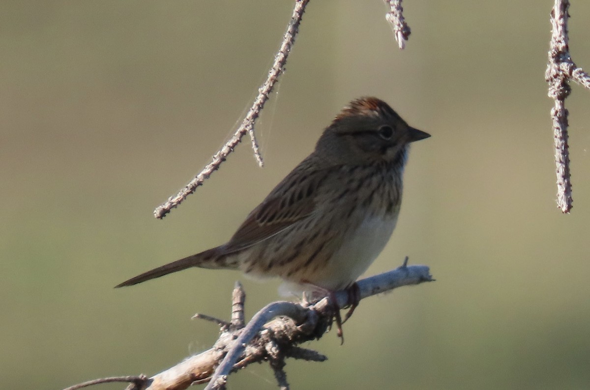 Lincoln's Sparrow - ML642078273