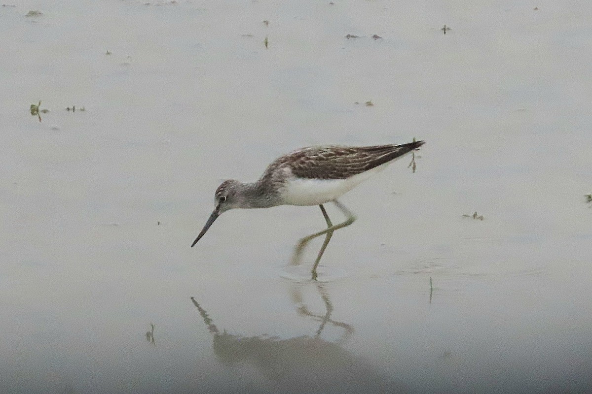 Common Greenshank - ML642078274