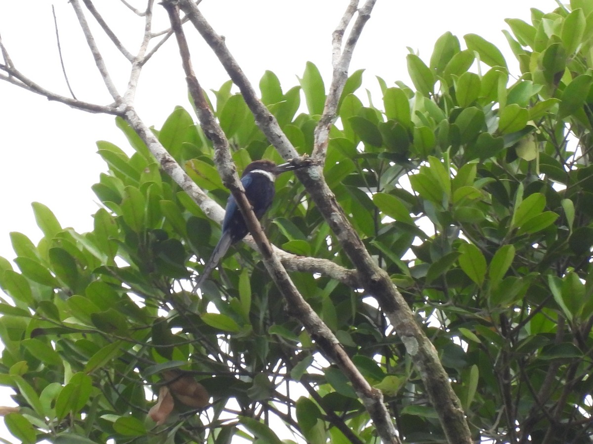 Paradise Jacamar - ML642078275