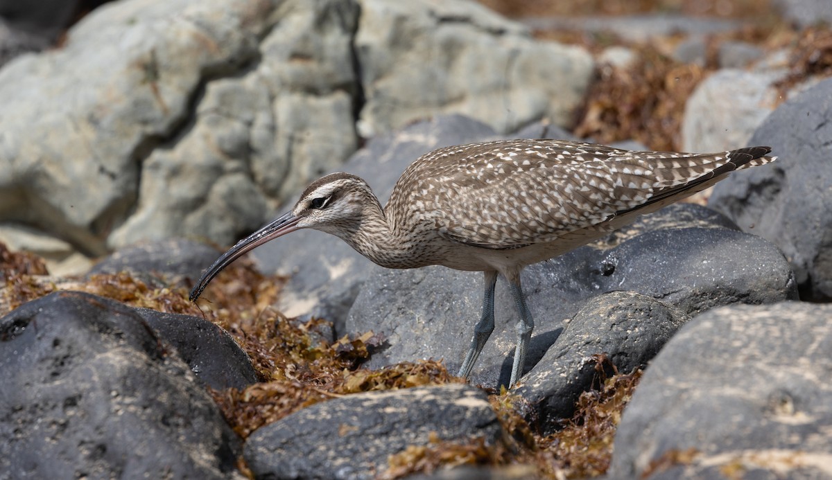 Whimbrel (Hudsonian) - ML642078277