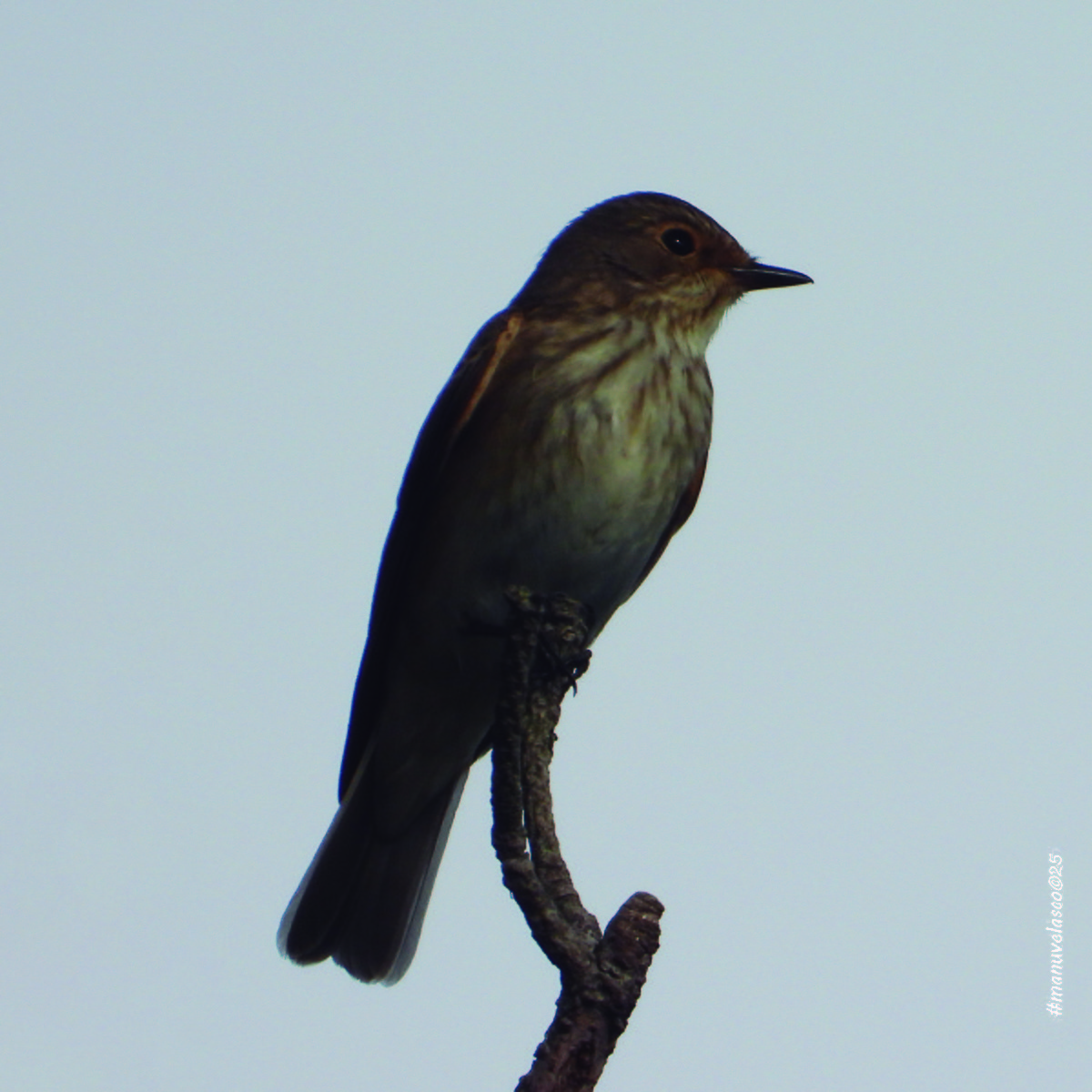 Spotted Flycatcher - ML642078278
