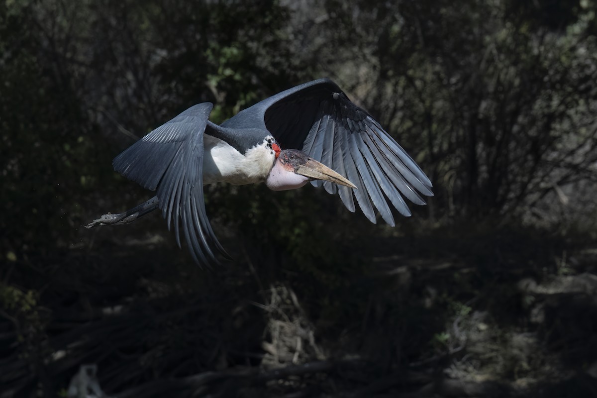 Marabou Stork - ML642078279