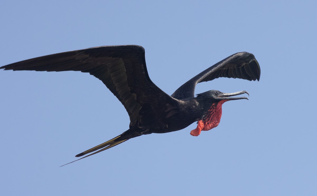 Magnificent Frigatebird - ML642078281