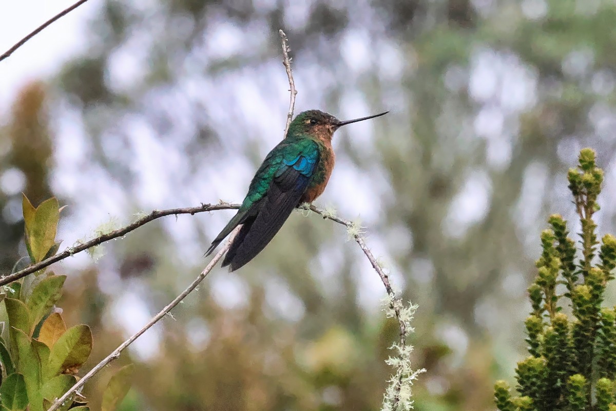 Great Sapphirewing - ML642078283