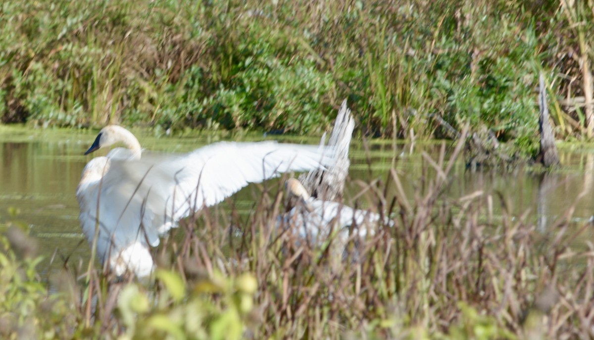 Trumpeter Swan - ML642078284