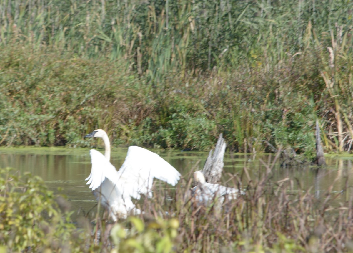 Trumpeter Swan - ML642078285