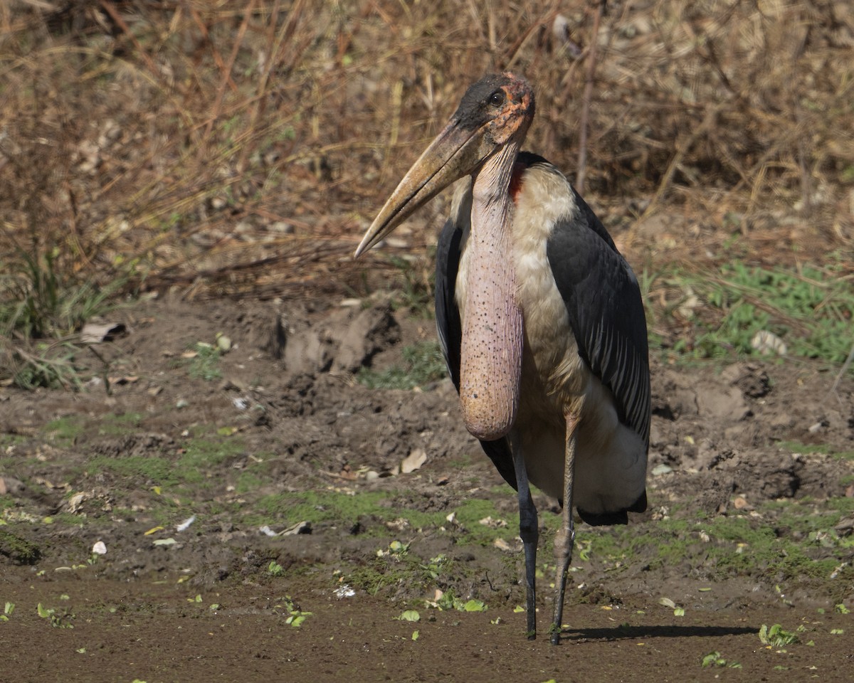 Marabou Stork - ML642078286