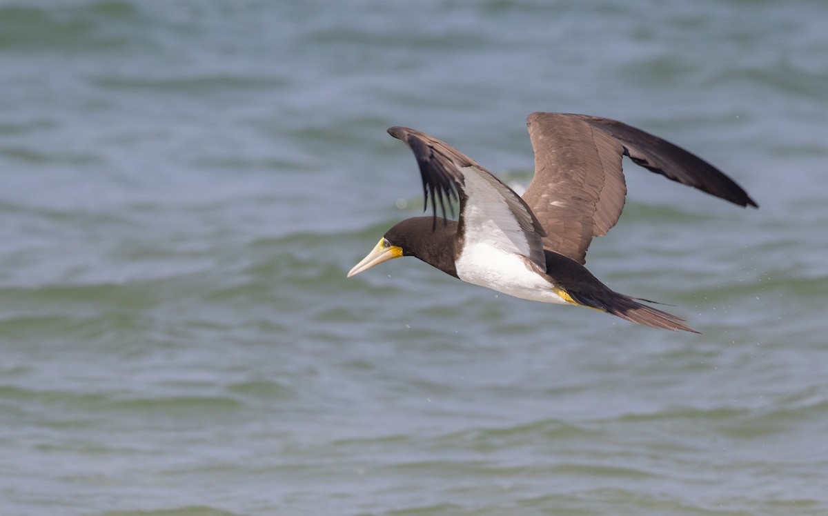 Brown Booby - ML642078288