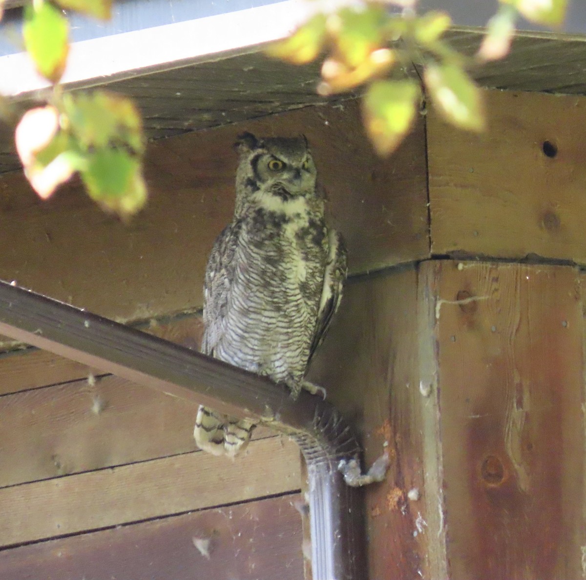Great Horned Owl - ML642078295