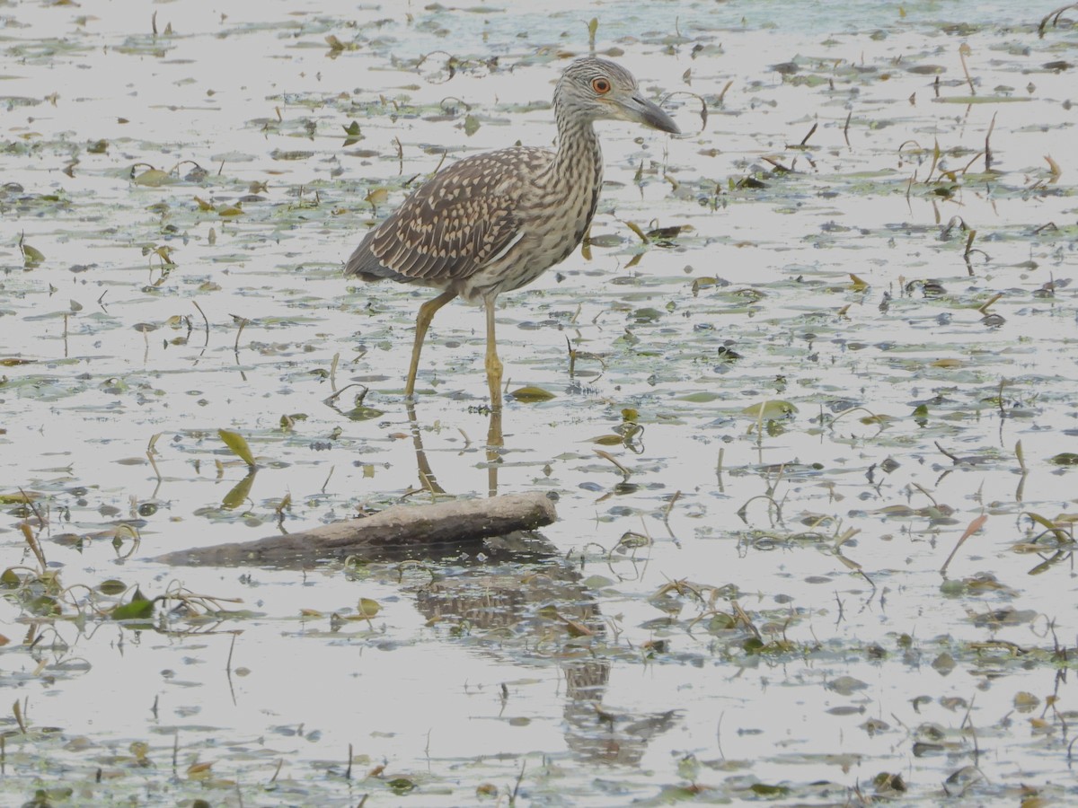 Yellow-crowned Night Heron - ML642078296