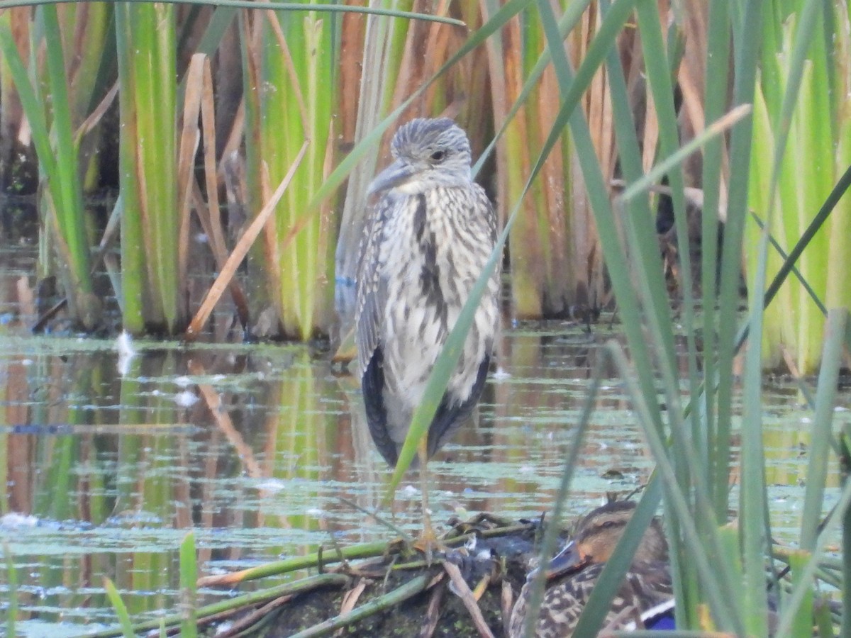 Yellow-crowned Night Heron - ML642078297