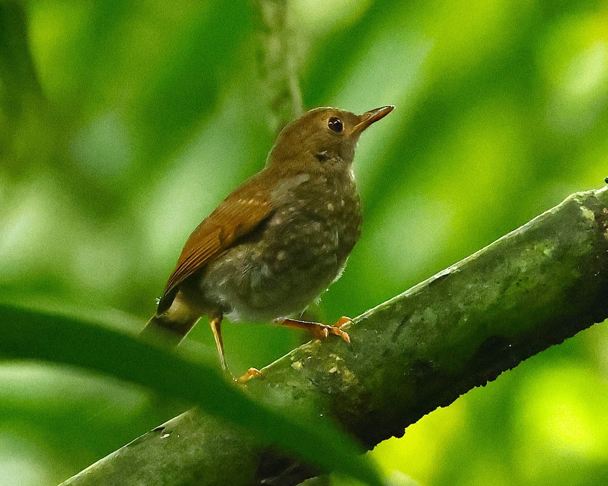 Orange-billed Nightingale-Thrush - ML642078300