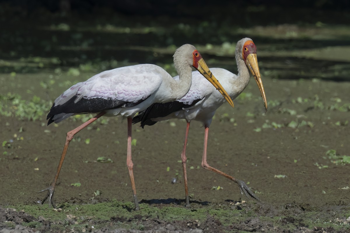 Yellow-billed Stork - ML642078303