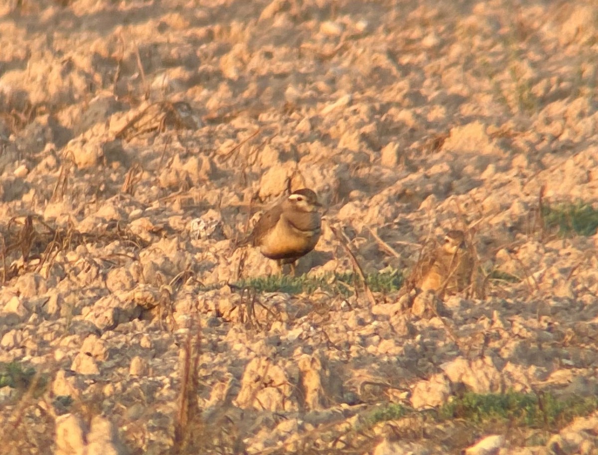 Eurasian Dotterel - ML642078305