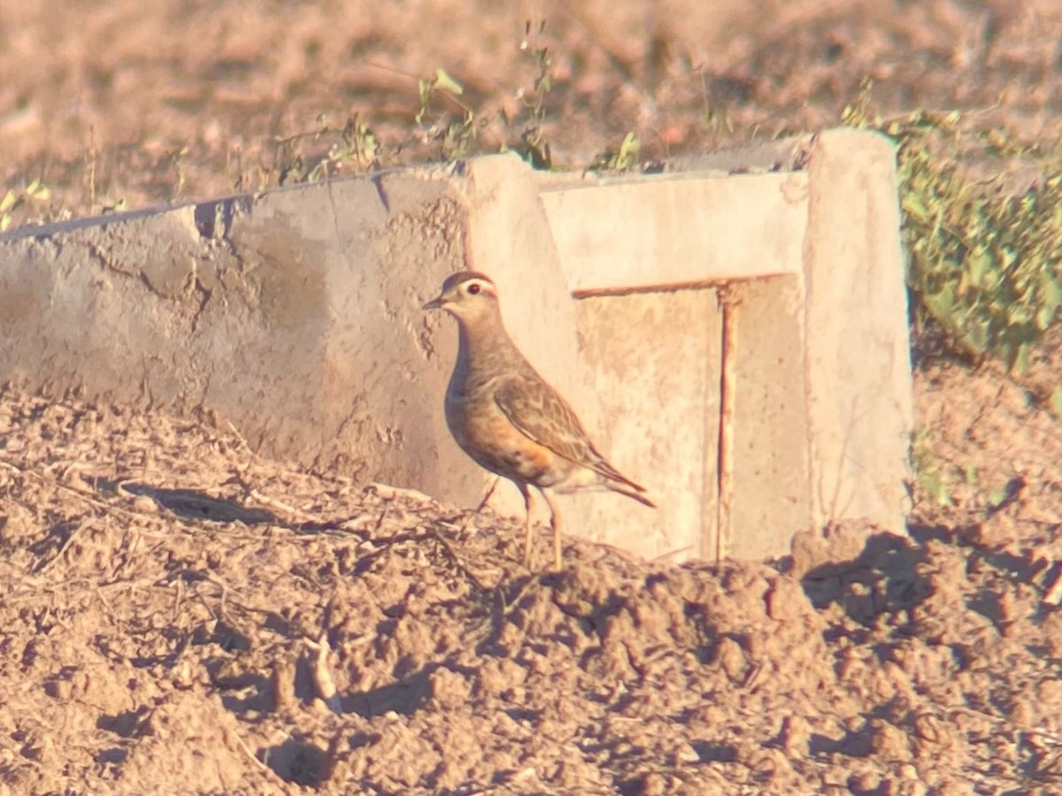 Eurasian Dotterel - ML642078306