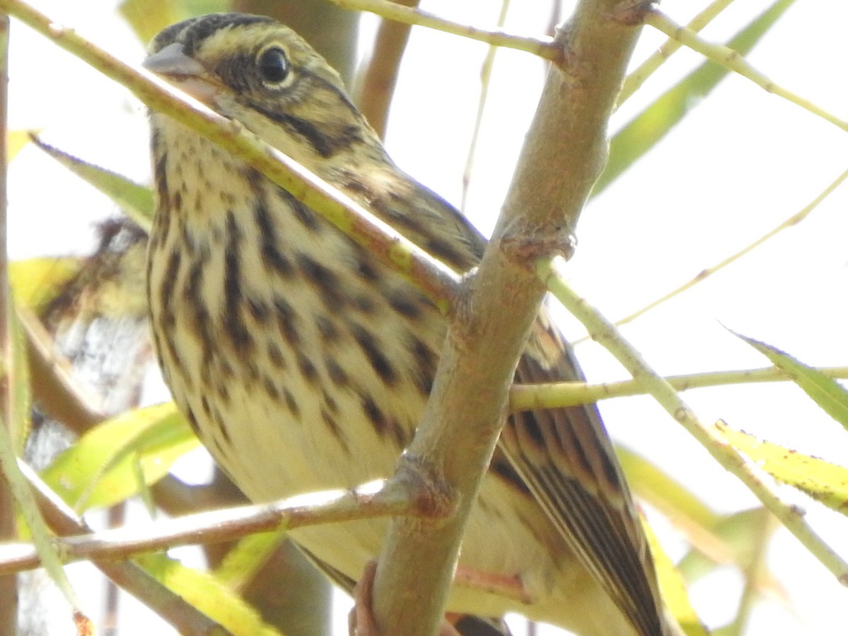 Savannah Sparrow - ML642078307