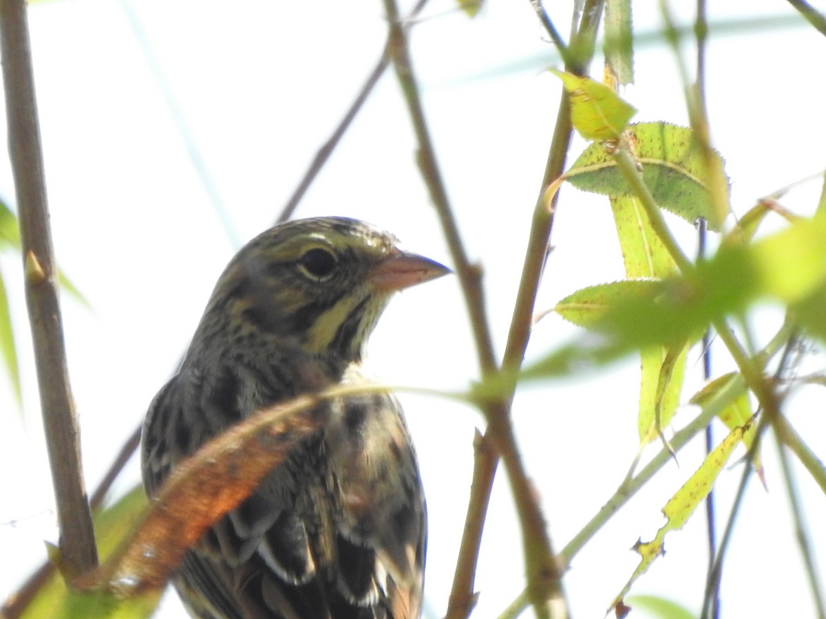 Savannah Sparrow - ML642078308