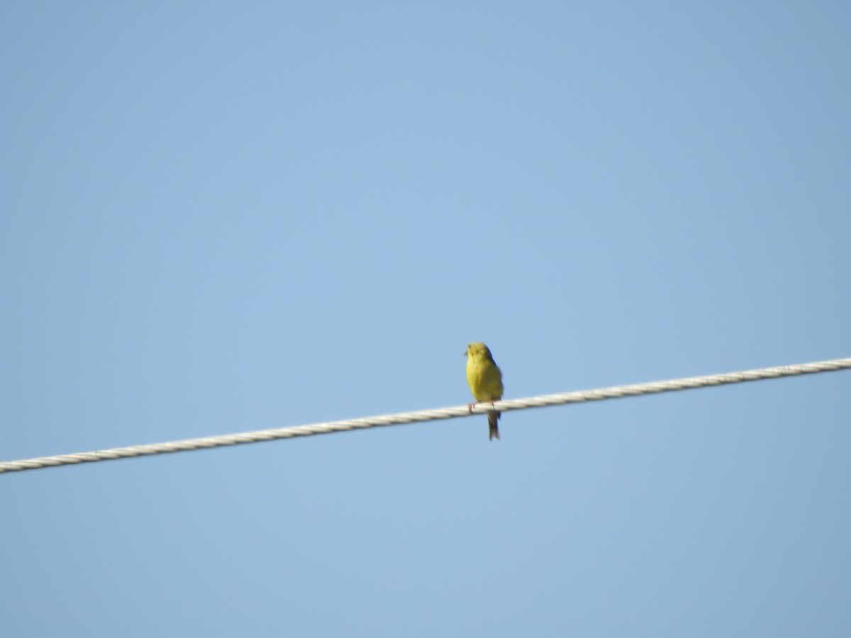 American Goldfinch - ML642078313