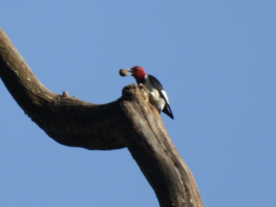 Red-headed Woodpecker - ML642078318