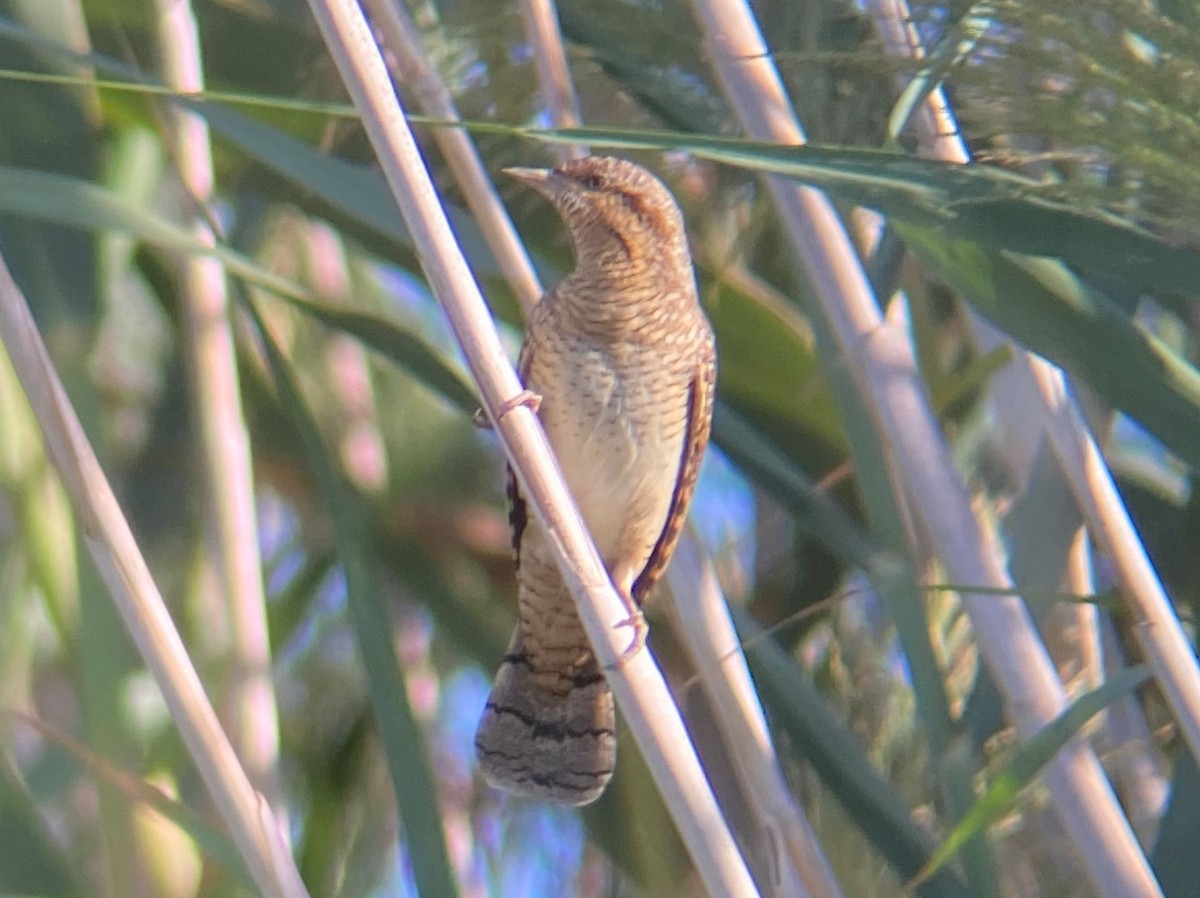 Eurasian Wryneck - ML642078319