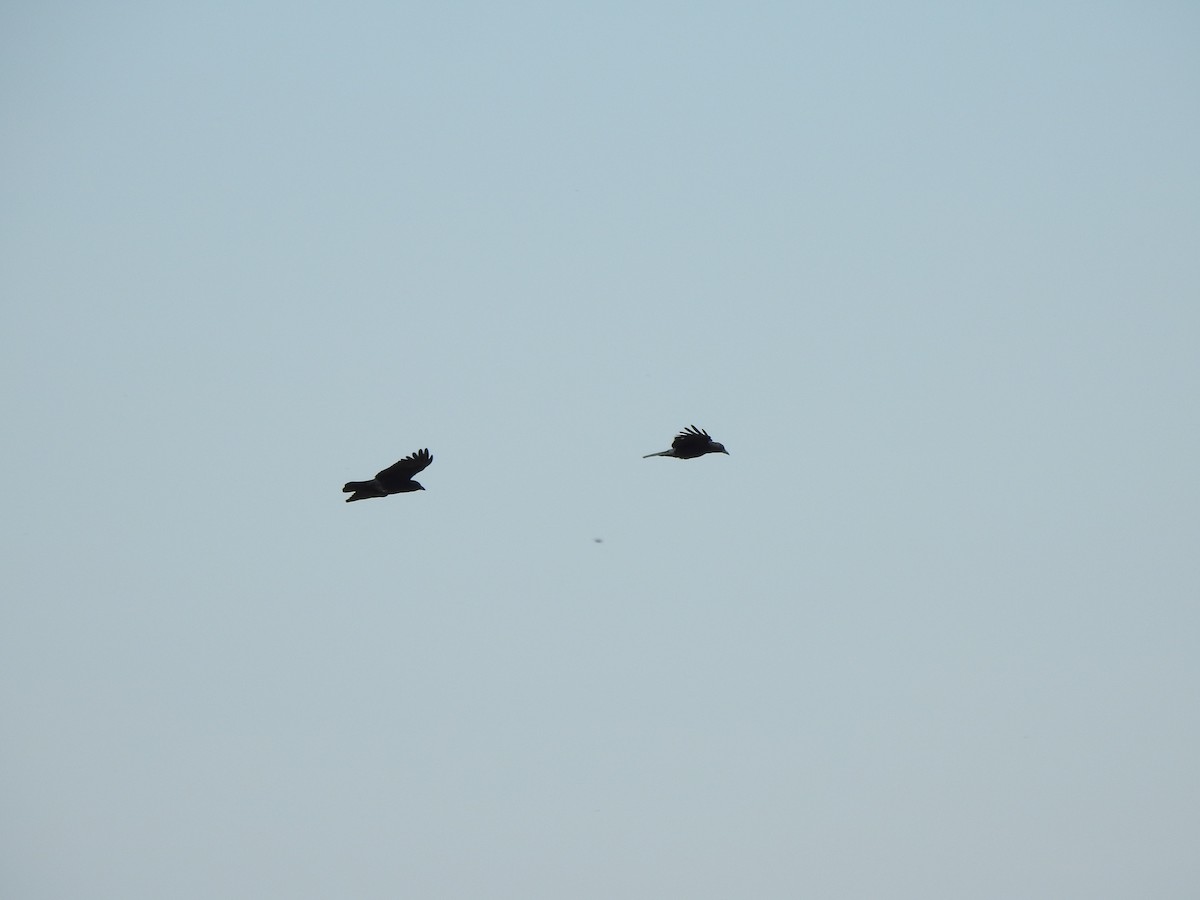 American Crow - ML642078320