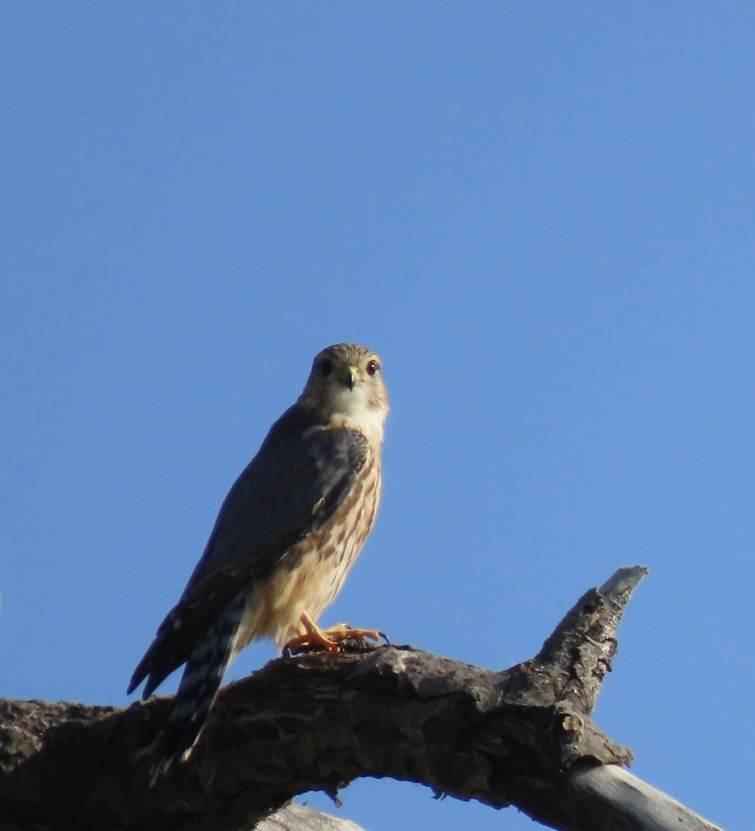 Merlin - ML642078322